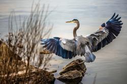 AYX官方直播-掘金踏平深圳队，恩比德成为关键先生