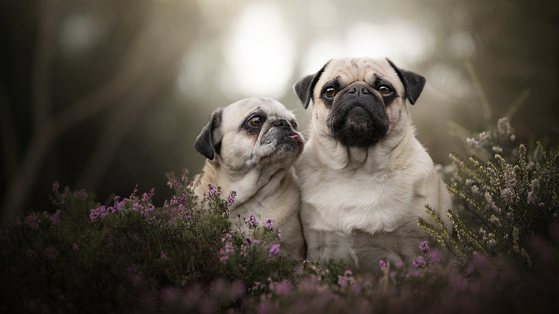 总决赛烽火提前熄灭，浙江队如何终结灰熊悬念